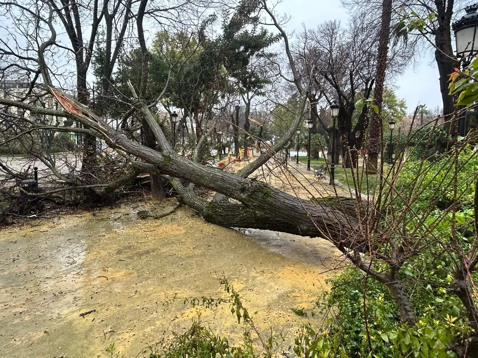 Lucena Caída de árbol de gran tamaño en el interior del Paseo de Rojas