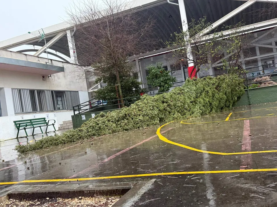 Lucena Caída de un árbol en el patio del colegio El Carmen2