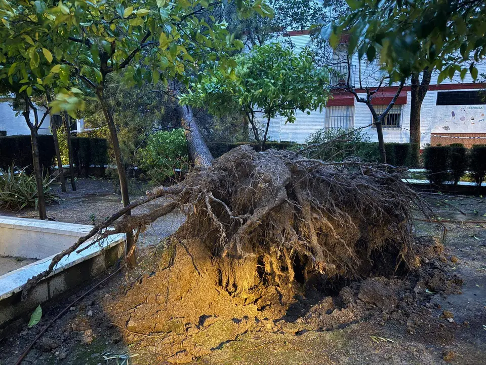 Lucena Caída de un árbol en los pisos de la Avenida Blas Infante