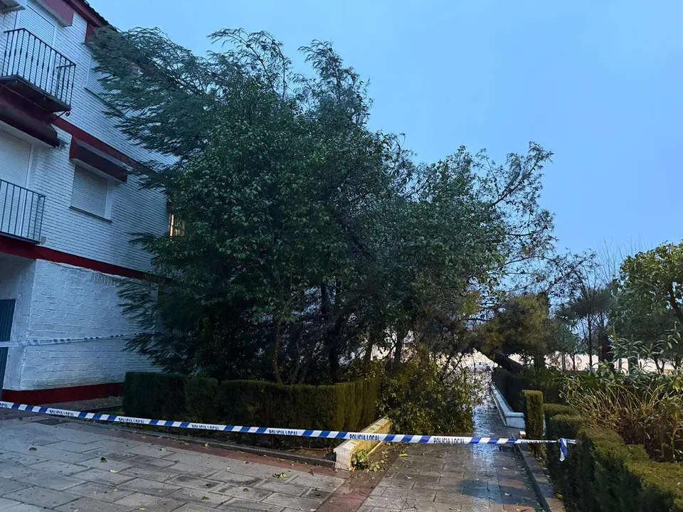 Lucena Caída de un árbol en los pisos de la Avenida Blas Infante2