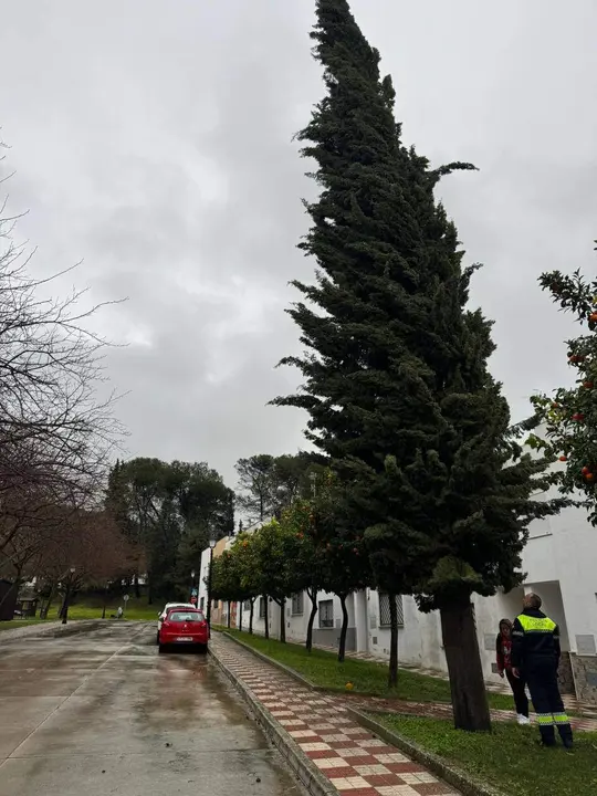 Cabra: Árbol con peligro de caída en calle José Cobo Puerto_(04-02-2026)_1