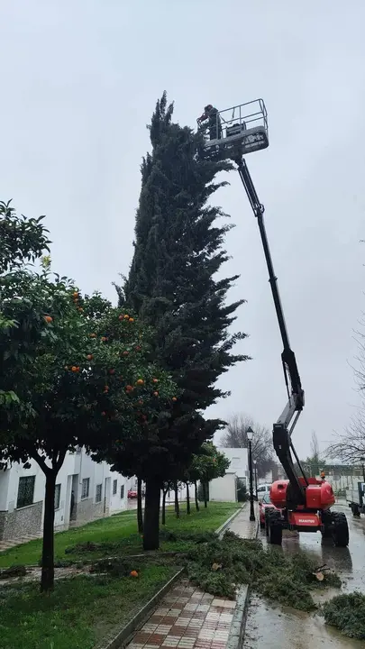 Cabra: Árbol con peligro de caída en calle José Cobo Puerto_(04-02-2026)_3