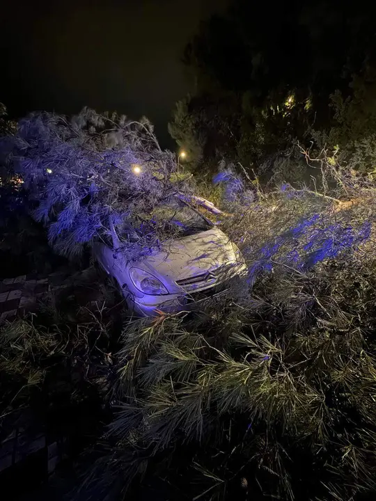 Cabra: Caída de árbol en avenida de Góngora_(05-02-2026)_1