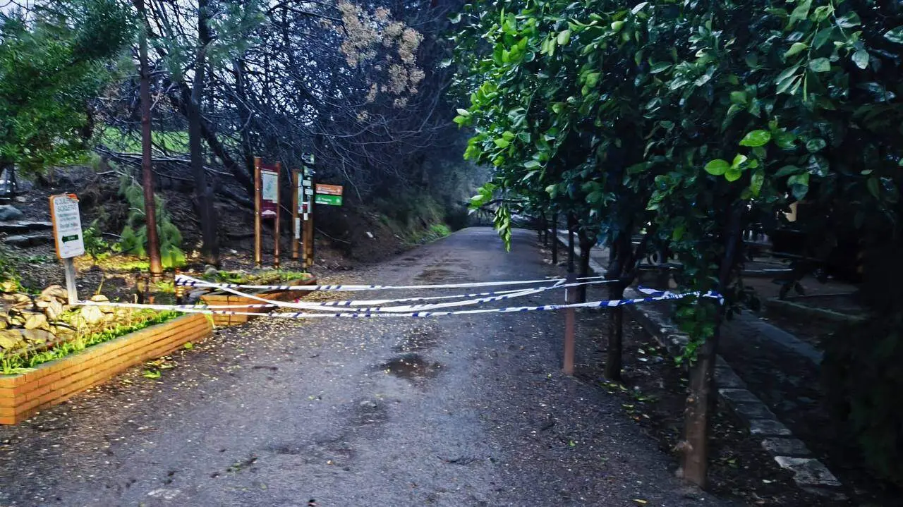 Cabra: Corte en la Vía Verde a consecuencia de un árbol caído a la altura de la Estación de Cabra_(04-02-2026)_2