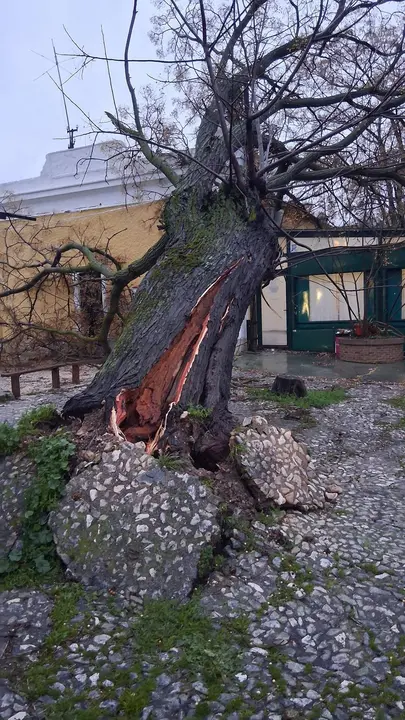 Doña Mencía - Caída de un árbol en el entorno de la antigua estación junto a la Vía Verde