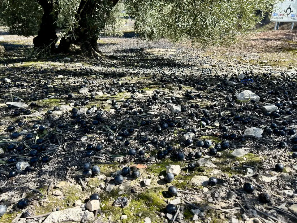 Cosecha de la aceituna afectada por las &uacute;ltimas borrascas.