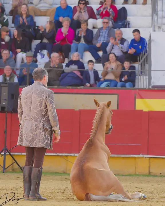 Espectáculo Ecuestra en Cabra (@Dariojesusmorenoleon)14