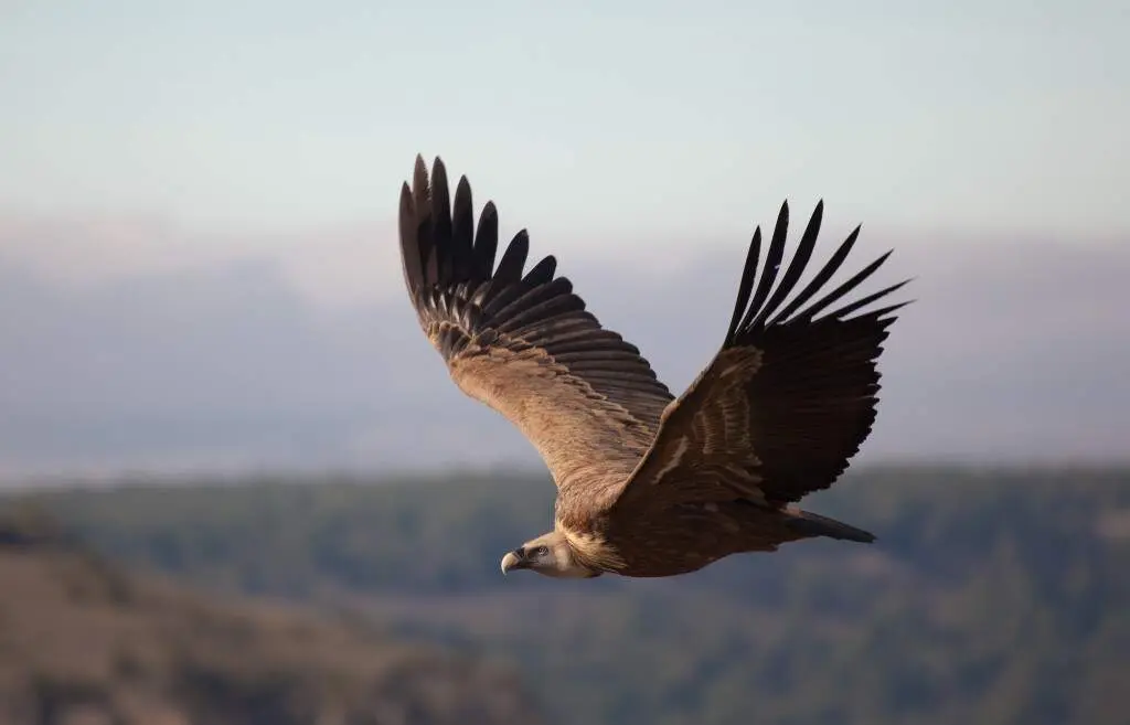 Buitre Leonado. Imagen: Francisco Javier Gil. (Shutterstock).