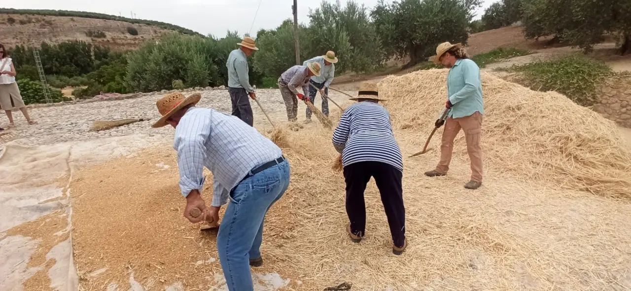 Trillado y aventado del trigo en Almedinilla9