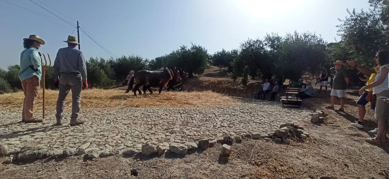 Trillado y aventado del trigo en Almedinilla12
