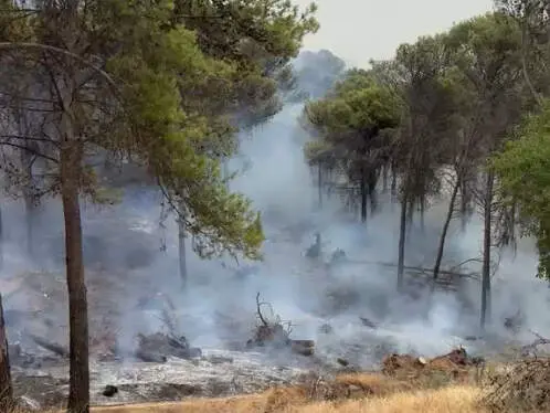 RUTE_Incendio forestal en el paraje del Pinar de Rute_(11-07-2026)_3