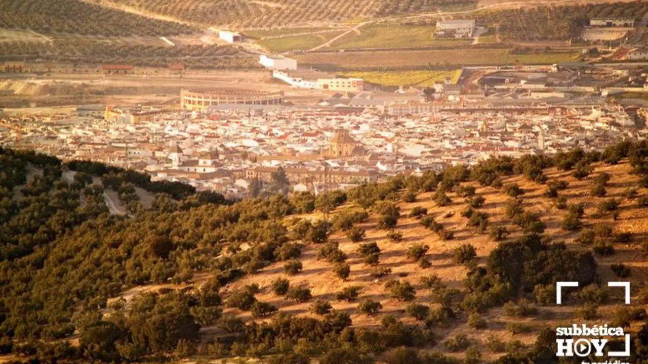 olivar lucena andaluciaorg