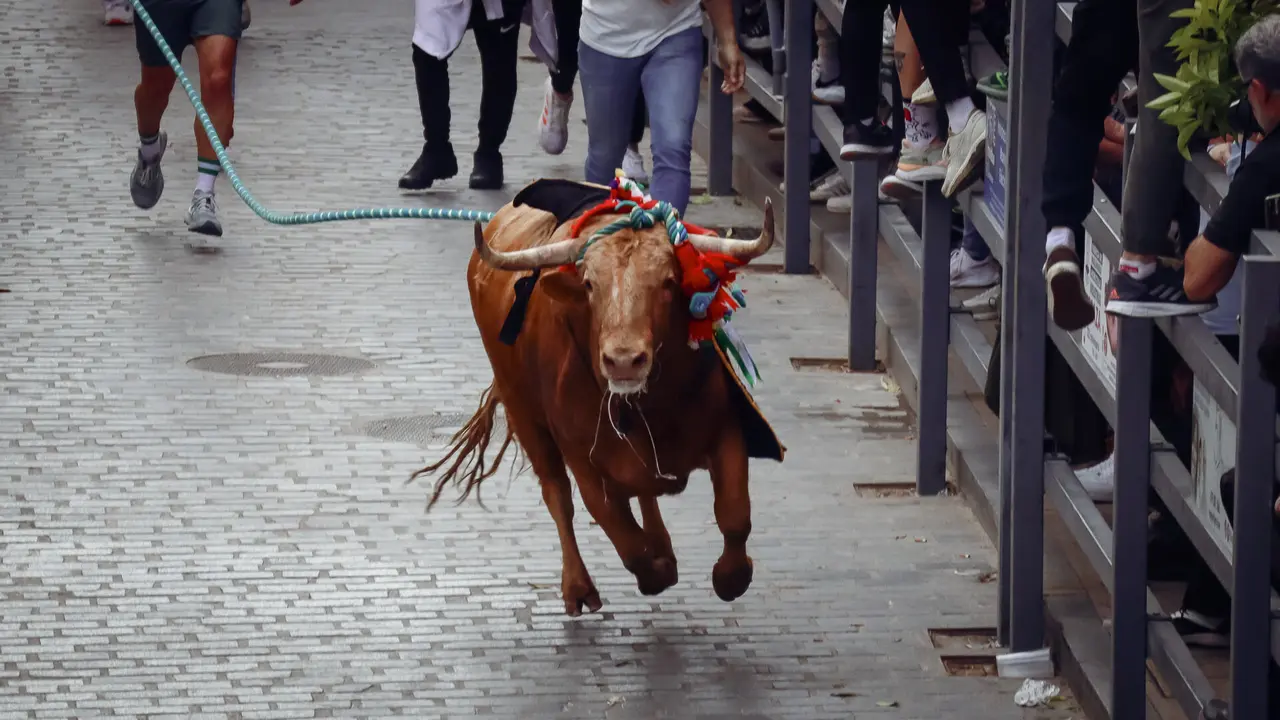 Toro de Cuerda de Carcabuey 2025.-74