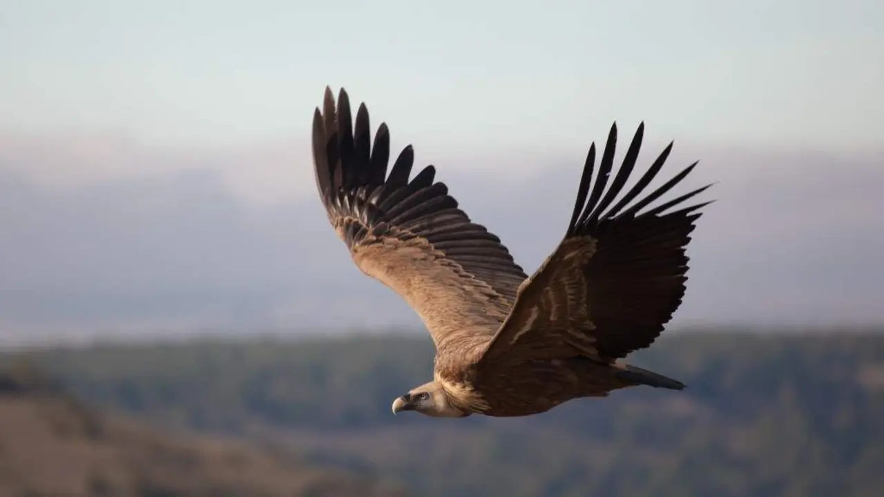 Buitre Leonado. Imagen: Francisco Javier Gil. (Shutterstock).