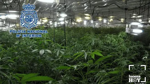 marihuana
