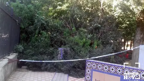 caisda ramas