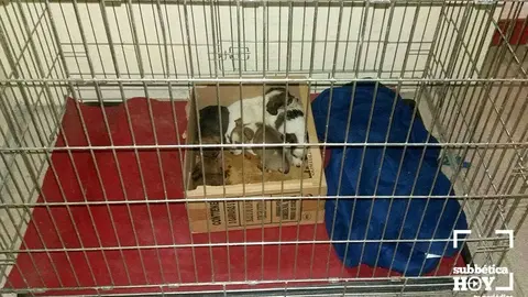 perros priego