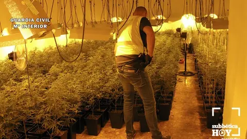 plantacion priego 2