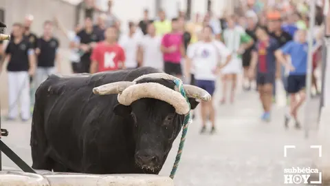 Toro de cuerda Carcabuey 20
