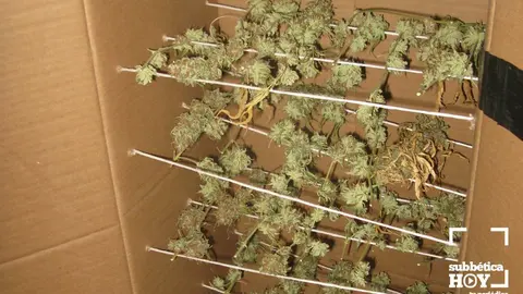 marihuana