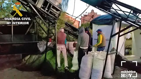 ACEITUNAS2