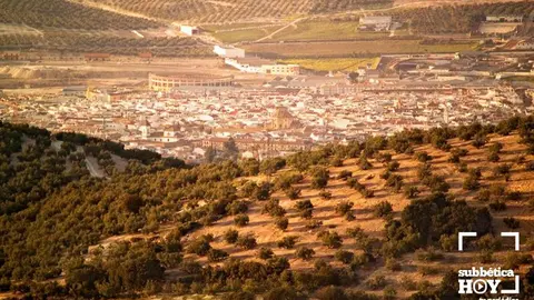 olivar lucena andaluciaorg