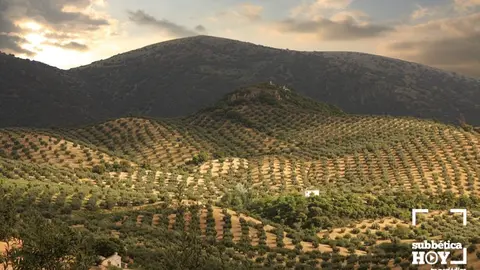 Olivar en Priego de C&oacute;rdoba