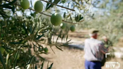 aceituneros