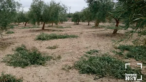 DA&Ntilde;OS OLIVAR