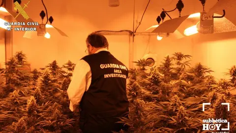 PLANTACION MARIHUANA