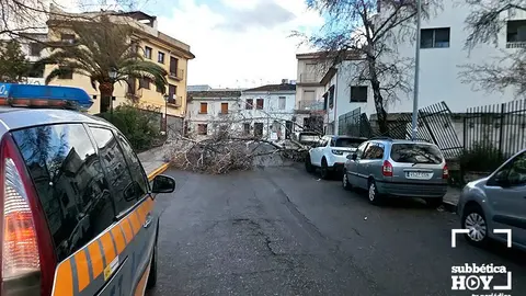 arbol ca&iacute;do priego