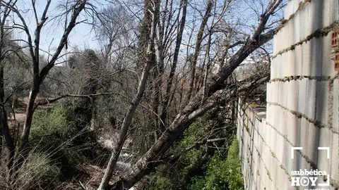 caida arbol cabra