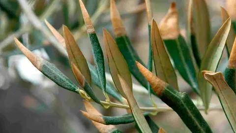 Olivar afectado por esta plaga