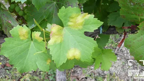 Manchas de mildiu en un vi&ntilde;edo