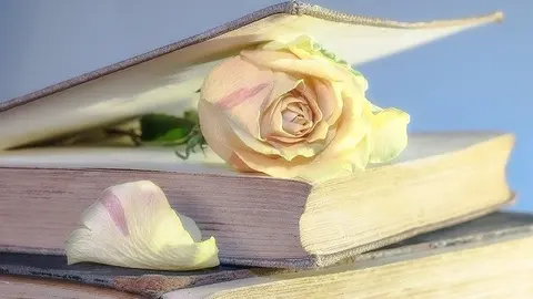 rose-2101475_640