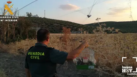captura de aves
