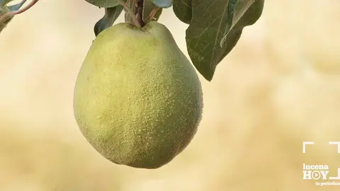 Membrillo