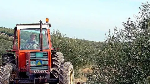 Tractor en olivar