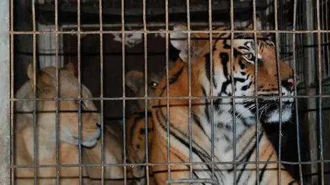 tigre