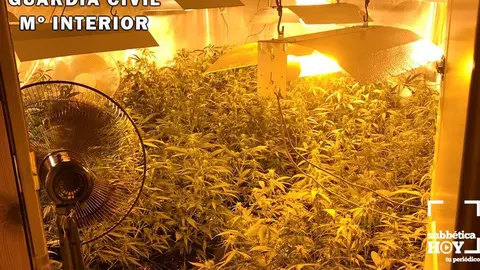 marihuana en rute