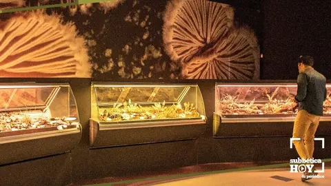 centro micologico priego