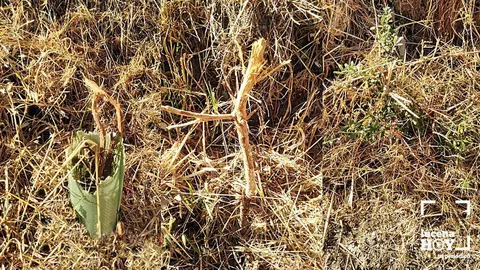 arboles destruidos