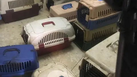 perros-768x512