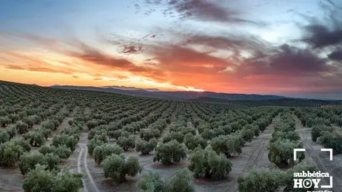 olivar