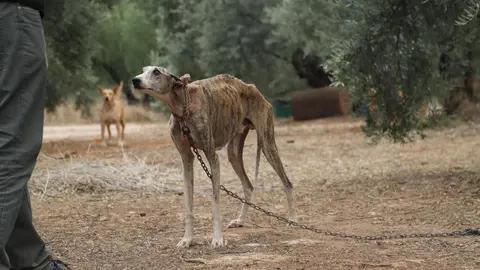 Perros Cabra