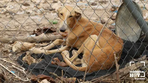 galgos