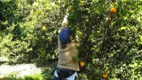Mujer olivo rural