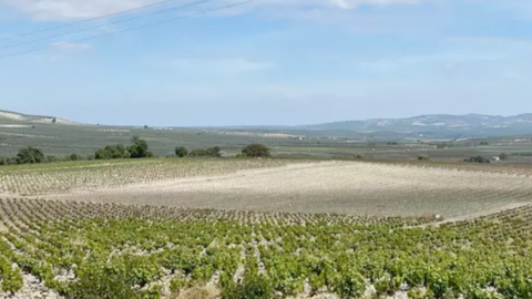  Vi&ntilde;edo 
