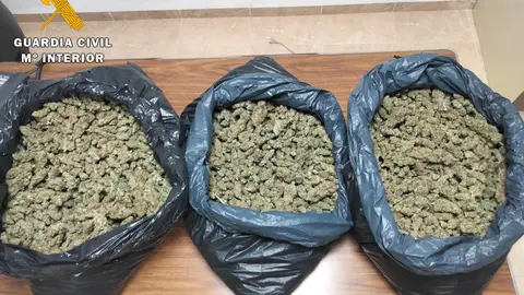 <p> COGOLLOS MARIHUANA RUTE I </p>