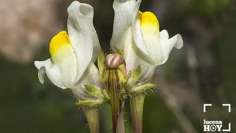 <p> Linaria Subbeticae </p>